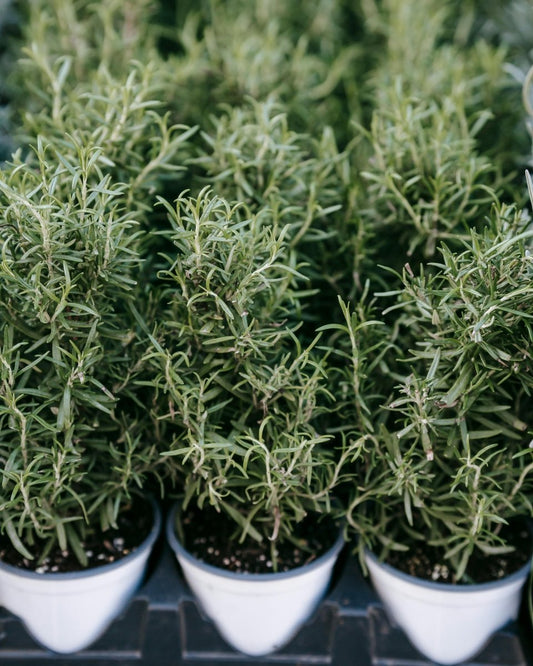 Lavender - LandscapeDirect