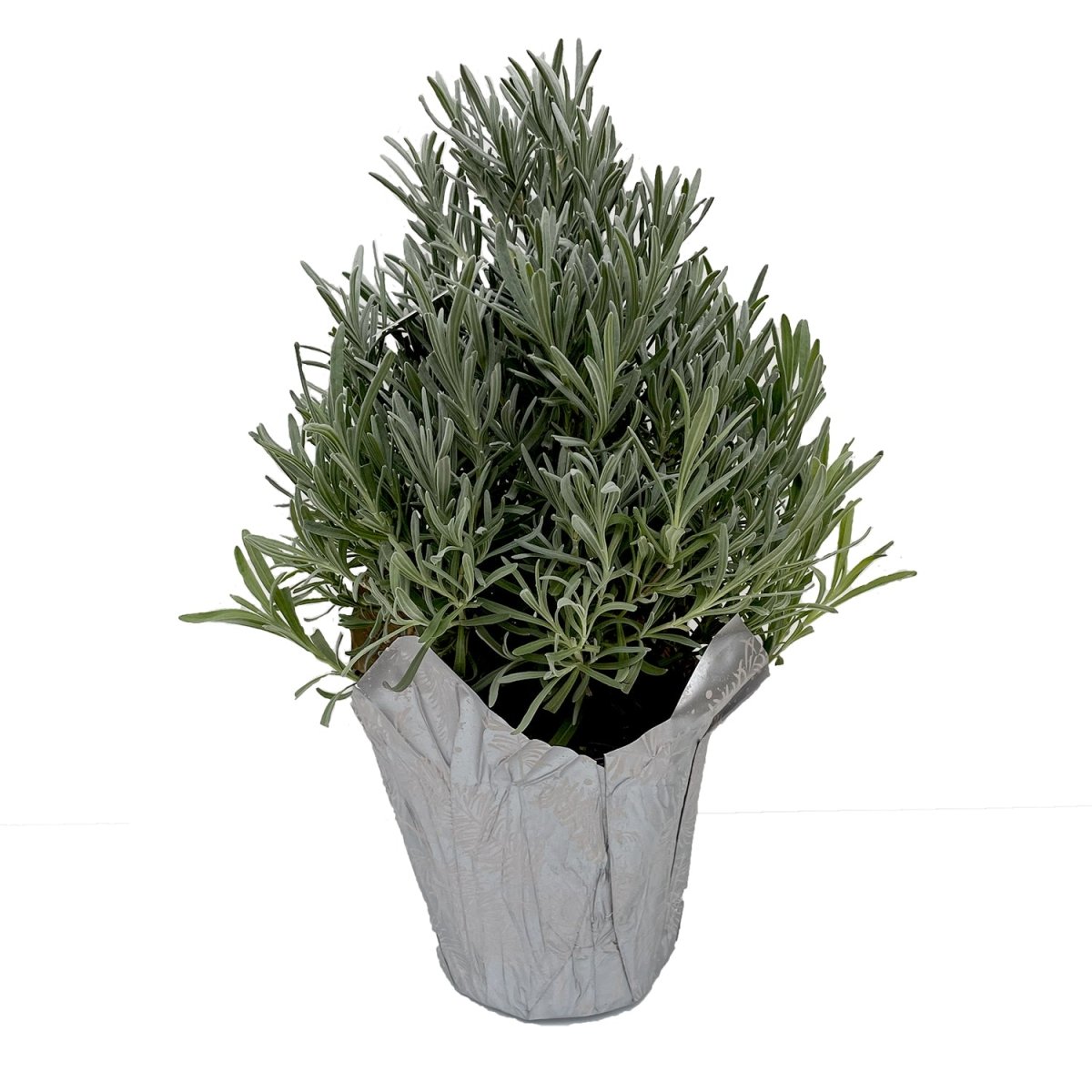 Lavender Tree Pyramid - LandscapeDirect
