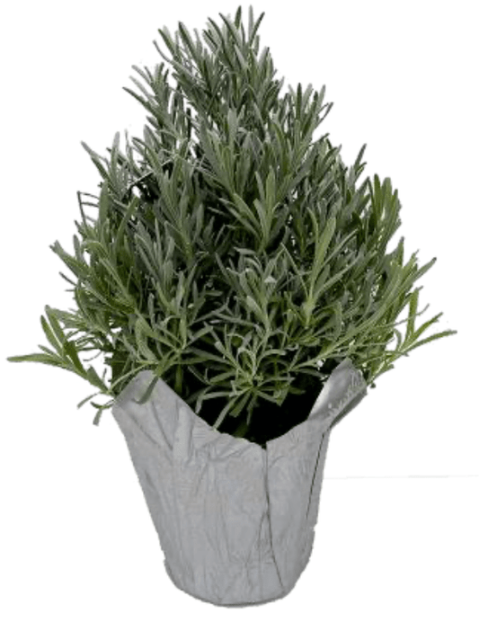 Lavender Tree Pyramid - LandscapeDirect