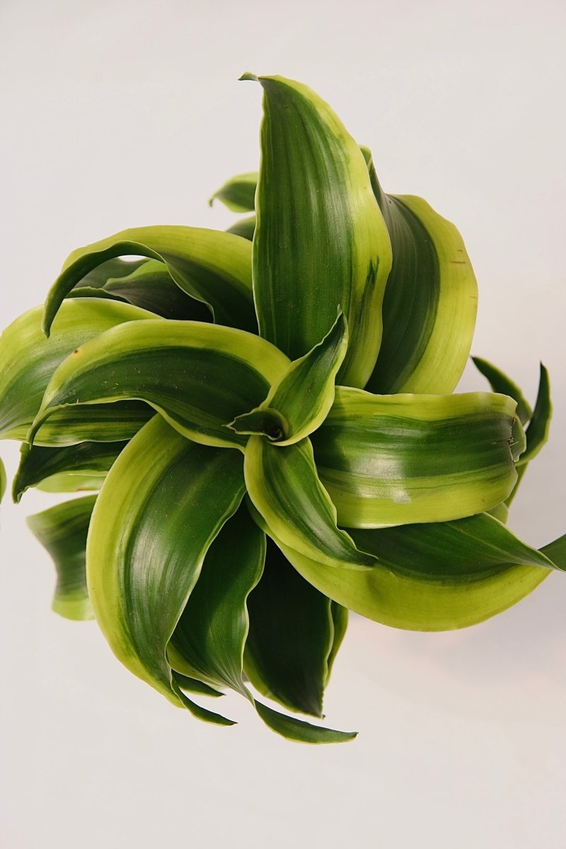 Leafjoy H20 Bowl Dracaena Sp. - LandscapeDirect
