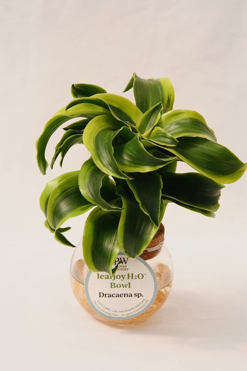 Leafjoy H20 Bowl Dracaena Sp. - LandscapeDirect