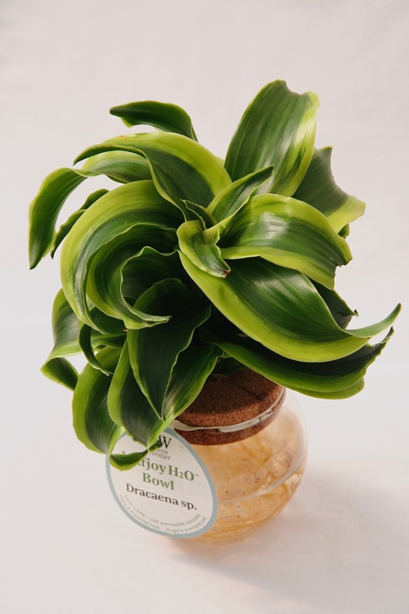 Leafjoy H20 Bowl Dracaena Sp. - LandscapeDirect