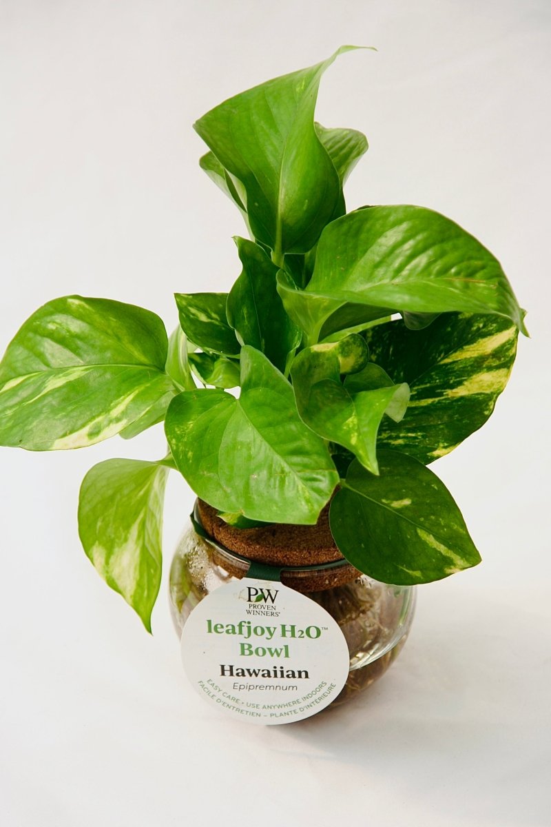 Leafjoy H20 Bowl Hawaiian Pothos - LandscapeDirect