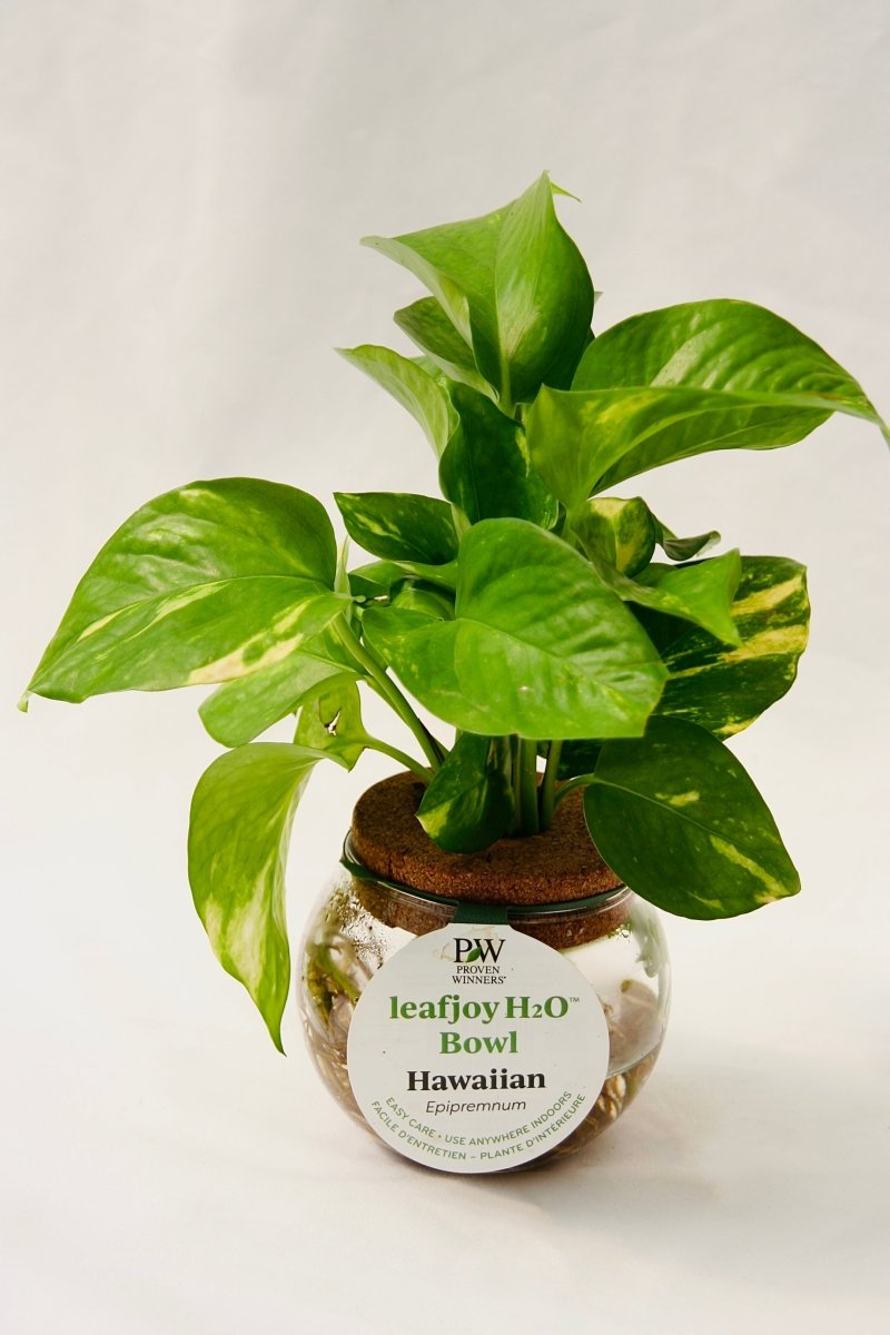 Leafjoy H20 Bowl Hawaiian Pothos - LandscapeDirect