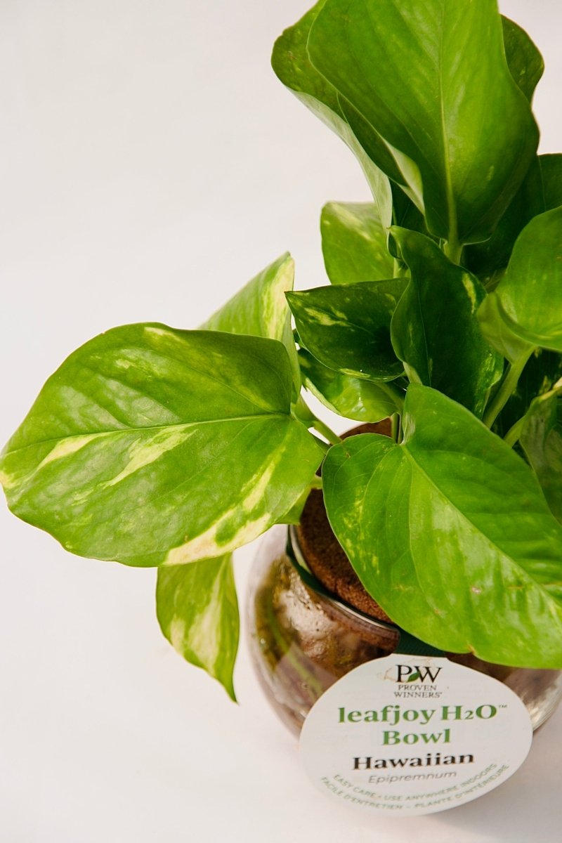 Leafjoy H20 Bowl Hawaiian Pothos - LandscapeDirect