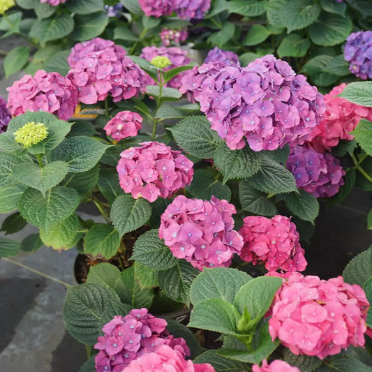Let's Dance Big Band Reblooming hydrangea - LandscapeDirect