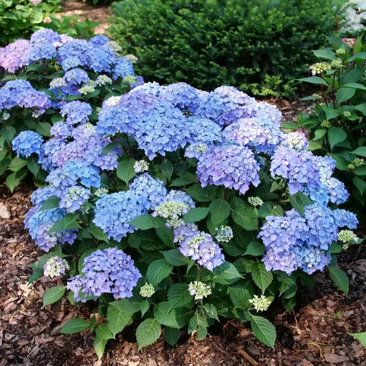 Let's Dance Lovable Bigleaf Hydrangea - LandscapeDirect