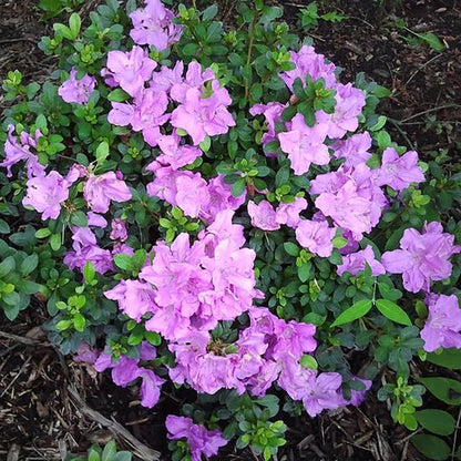 Lilac Lights Azalea - LandscapeDirect