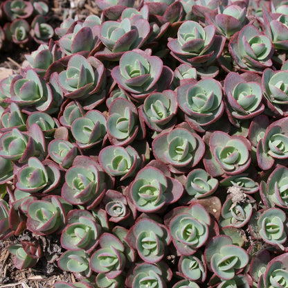Lime Zinger Stonecrop - LandscapeDirect