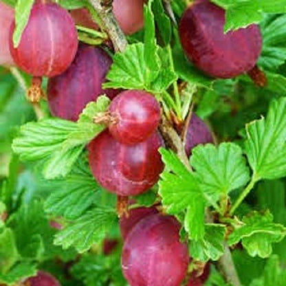 Little Ben Gooseberry - LandscapeDirect