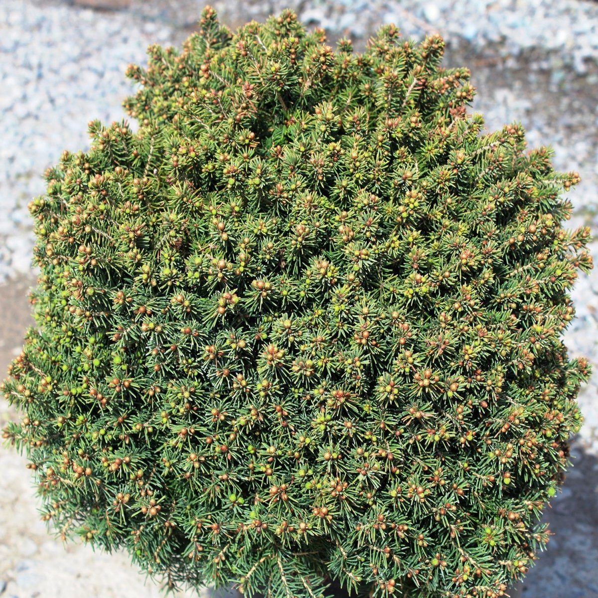 Little Gem Spruce - LandscapeDirect