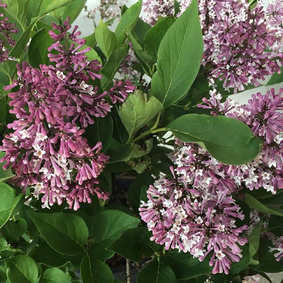 Little Lady Lilac - LandscapeDirect