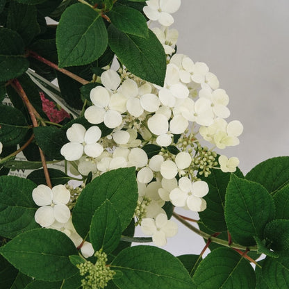 Little Quick Fire Hydrangea - LandscapeDirect