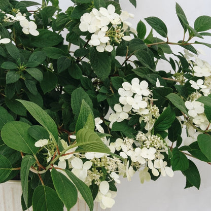 Little Quick Fire Hydrangea - LandscapeDirect