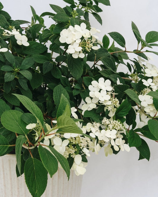 Little Quick Fire Hydrangea - LandscapeDirect