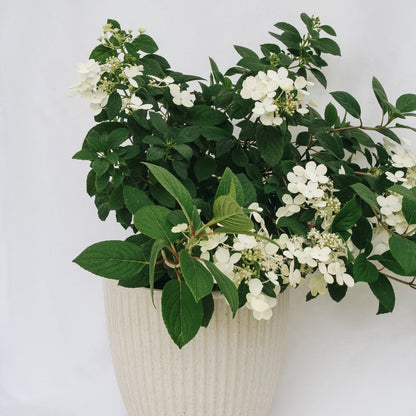 Little Quick Fire Hydrangea - LandscapeDirect