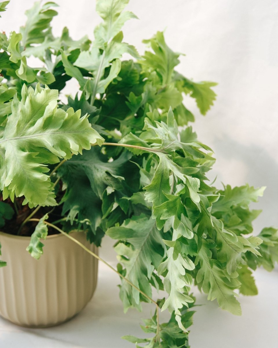 Living Lace® Davana Blue Star Fern - LandscapeDirect