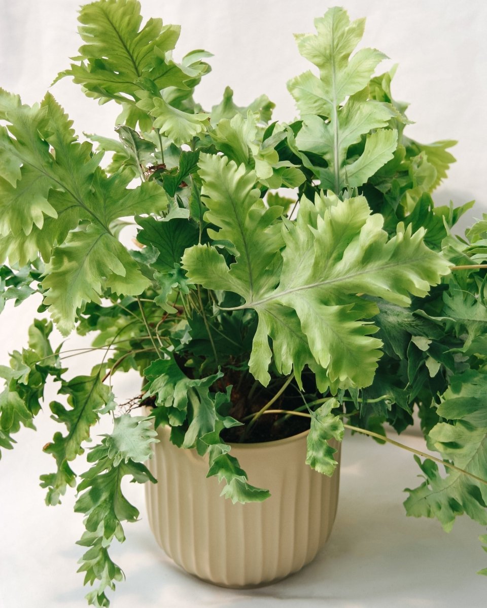 Living Lace® Davana Blue Star Fern - LandscapeDirect