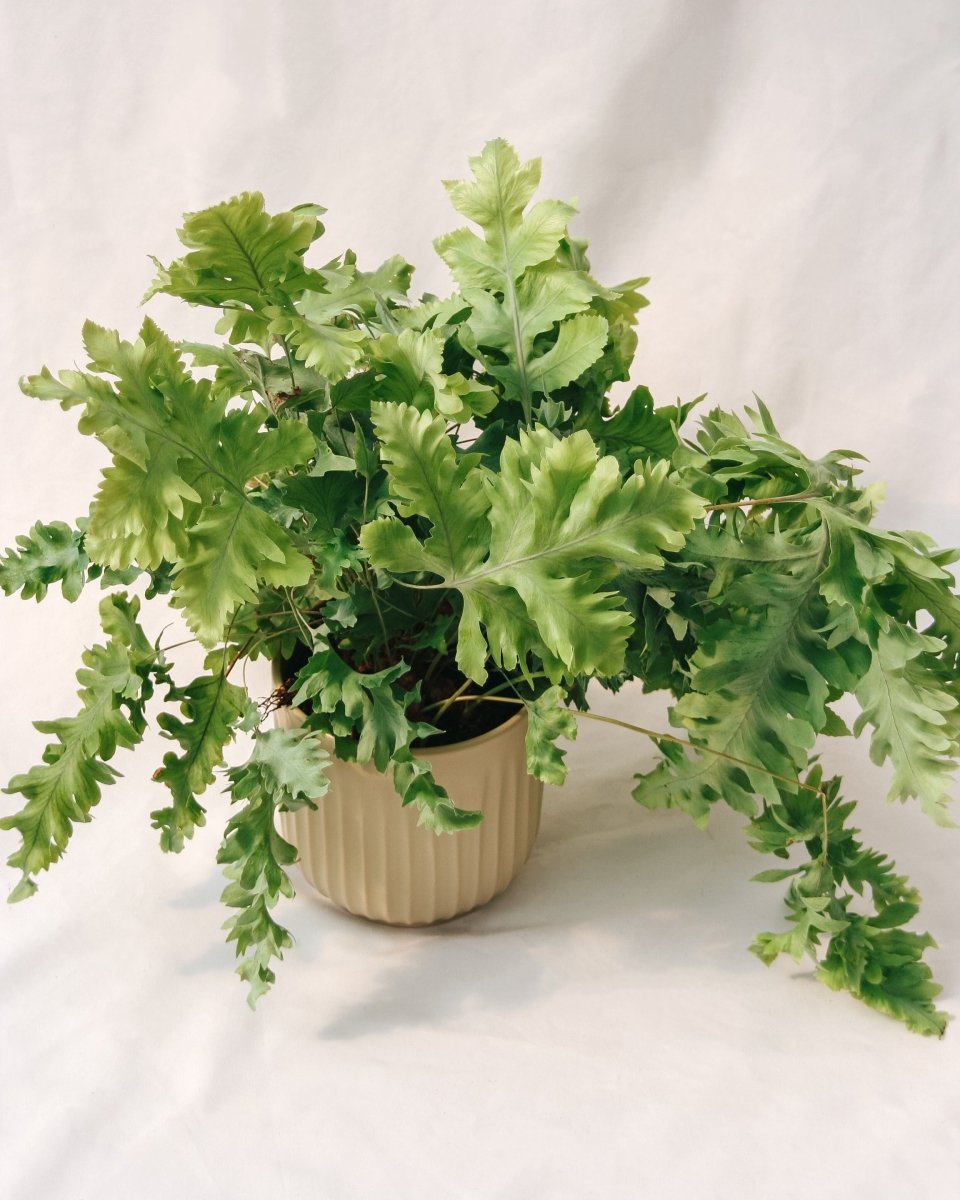 Living Lace® Davana Blue Star Fern - LandscapeDirect