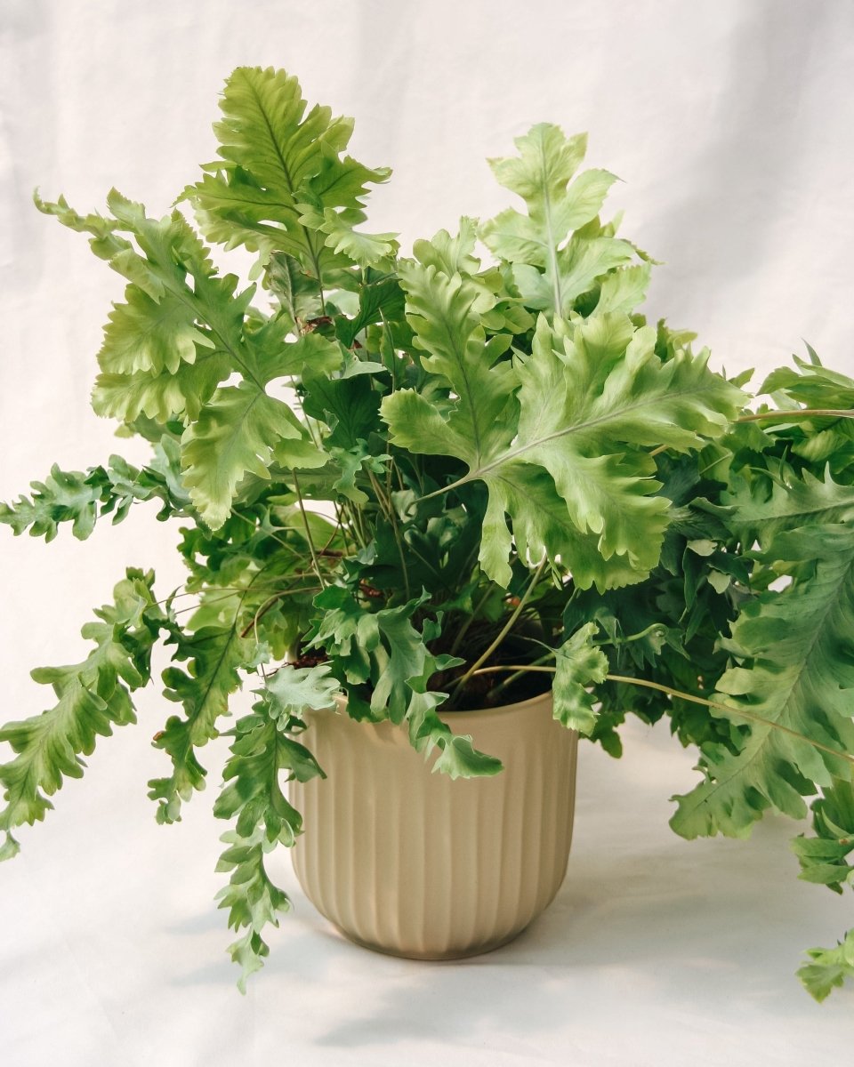 Living Lace® Davana Blue Star Fern - LandscapeDirect