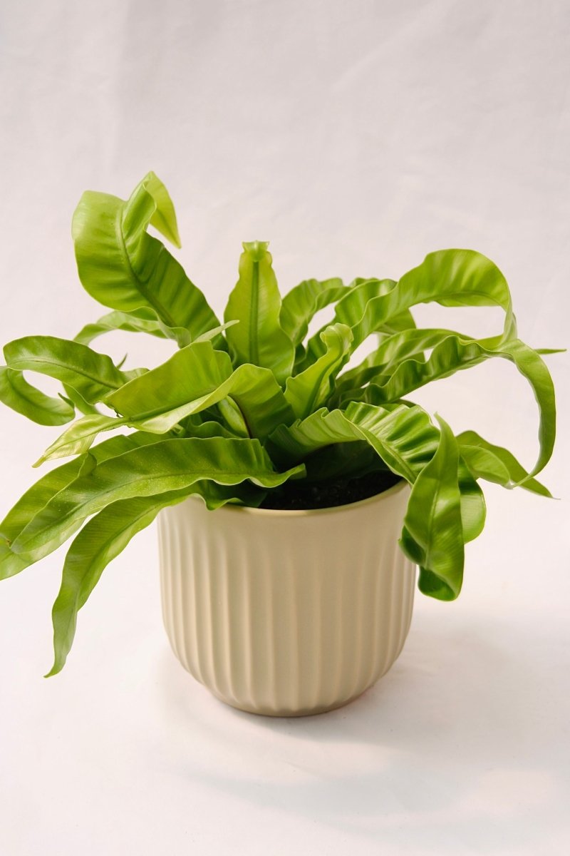 Living Lace Hurricane Bird's Nest Fern - LandscapeDirect