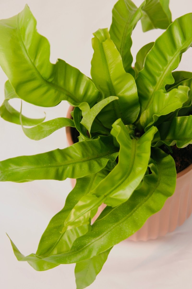 Living Lace Hurricane Bird's Nest Fern - LandscapeDirect