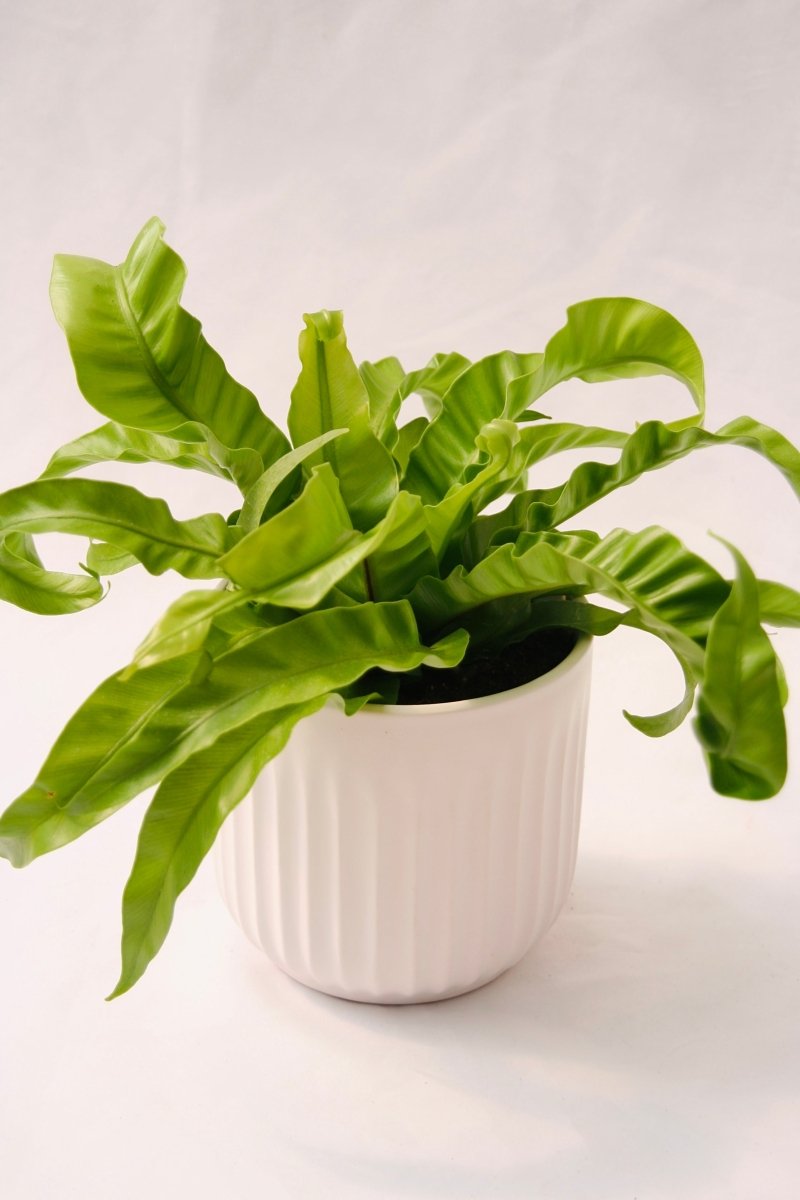 Living Lace Hurricane Bird's Nest Fern - LandscapeDirect