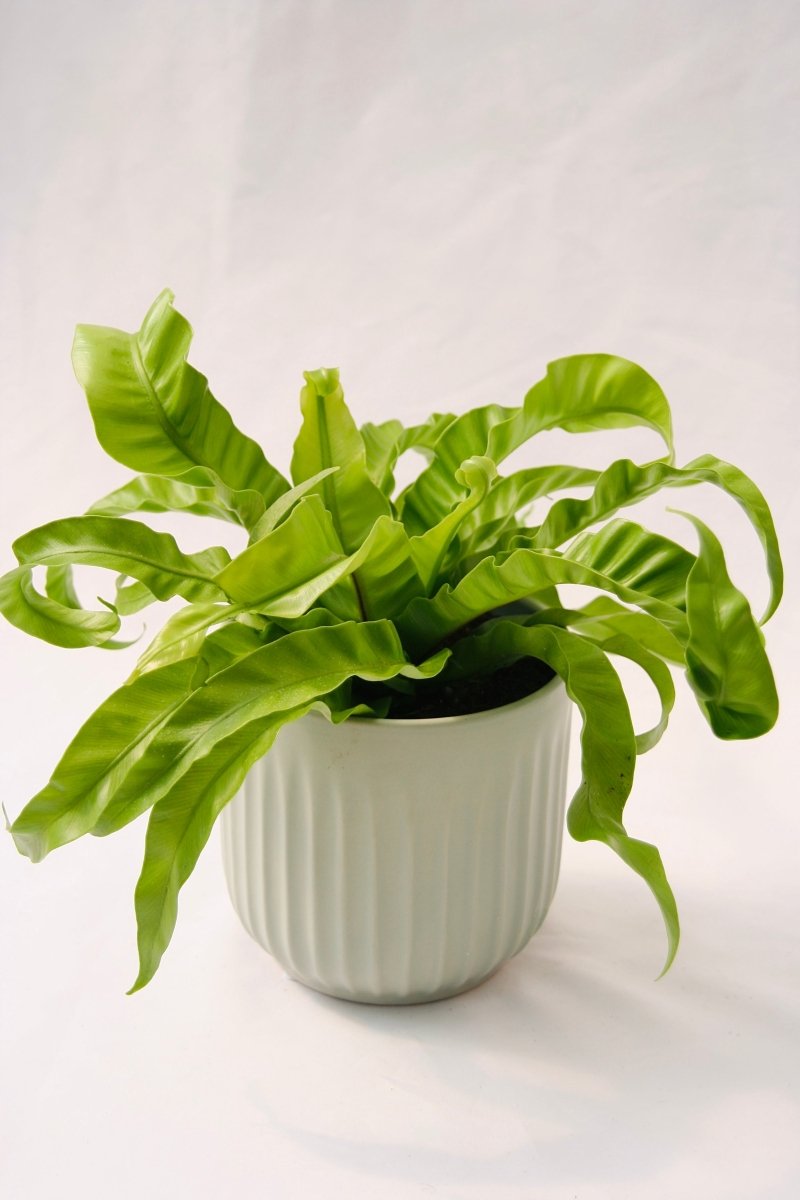 Living Lace Hurricane Bird's Nest Fern - LandscapeDirect