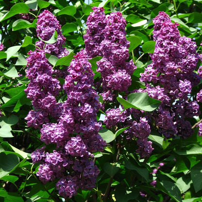 Ludwig Spaeth Lilac - LandscapeDirect