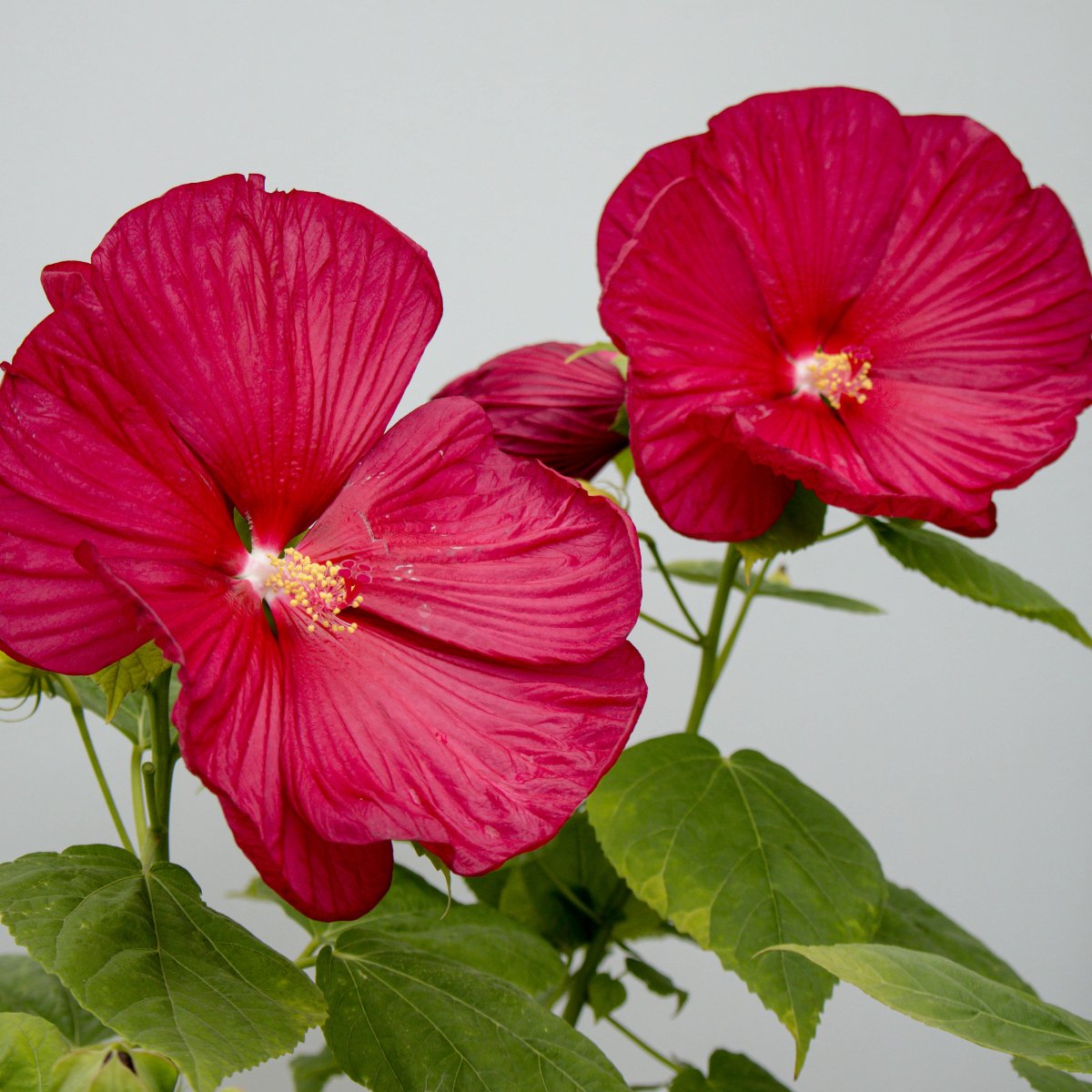 Luna Red Rose Mallow - LandscapeDirect