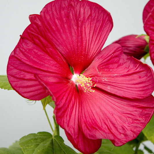 Luna Red Rose Mallow - LandscapeDirect