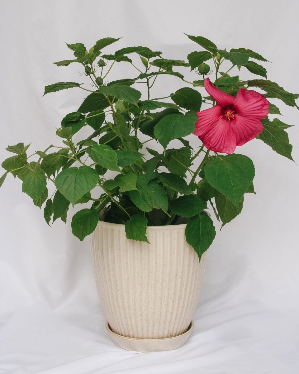 Luna Rose Rose Mallow - LandscapeDirect