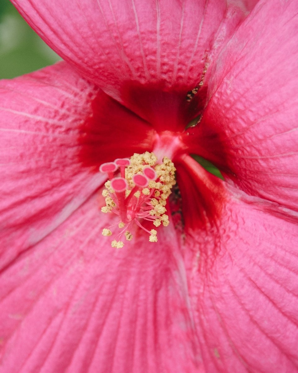 Luna Rose Rose Mallow - LandscapeDirect