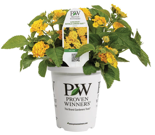 Luscious® Royale Lemon Tart™ Lantana - LandscapeDirect