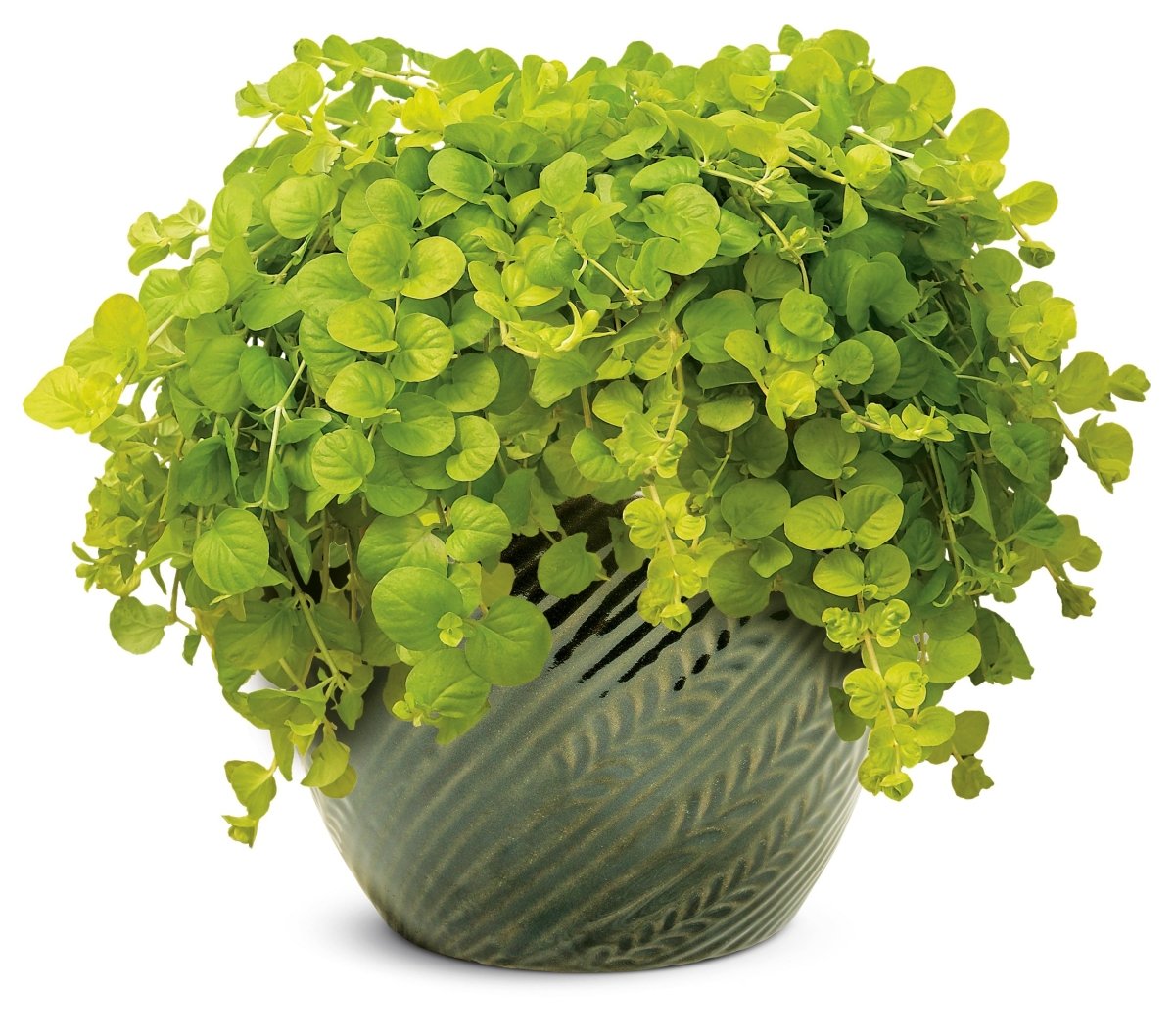 Lysmachia Goldilocks - LandscapeDirect