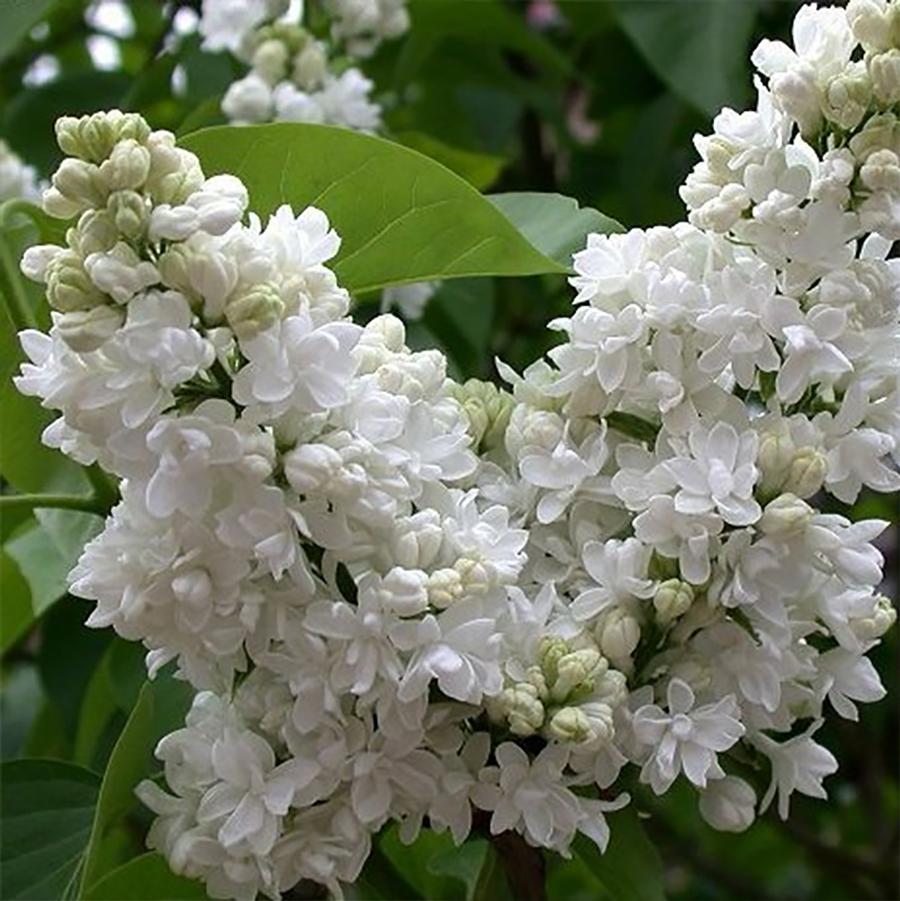 Madame Lemoine Lilac