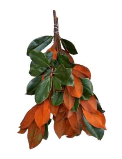 Magnolia Leaves Bunch - LandscapeDirect