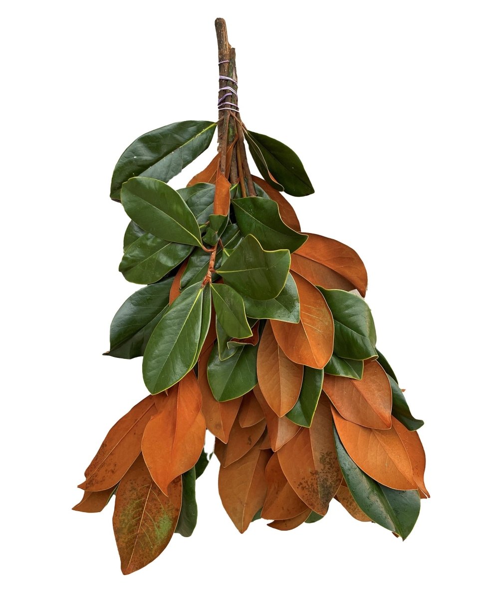 Magnolia Leaves Bunch - LandscapeDirect