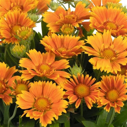 Mango Blanket Flower - LandscapeDirect