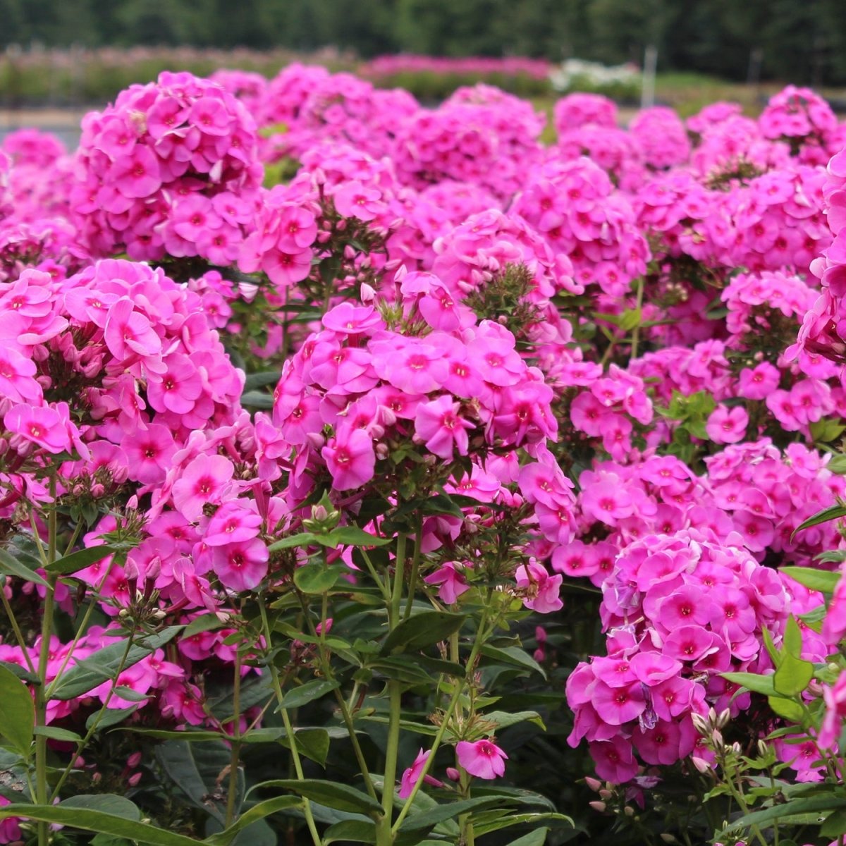 Marcus Woodland Sage - LandscapeDirect
