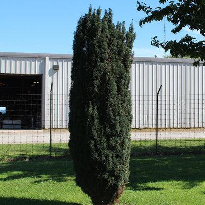 Maureen Hybrid Yew - LandscapeDirect