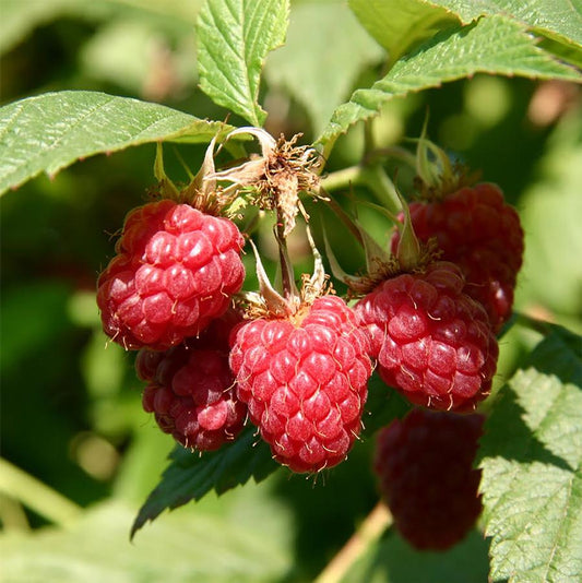 Meeker Raspberry