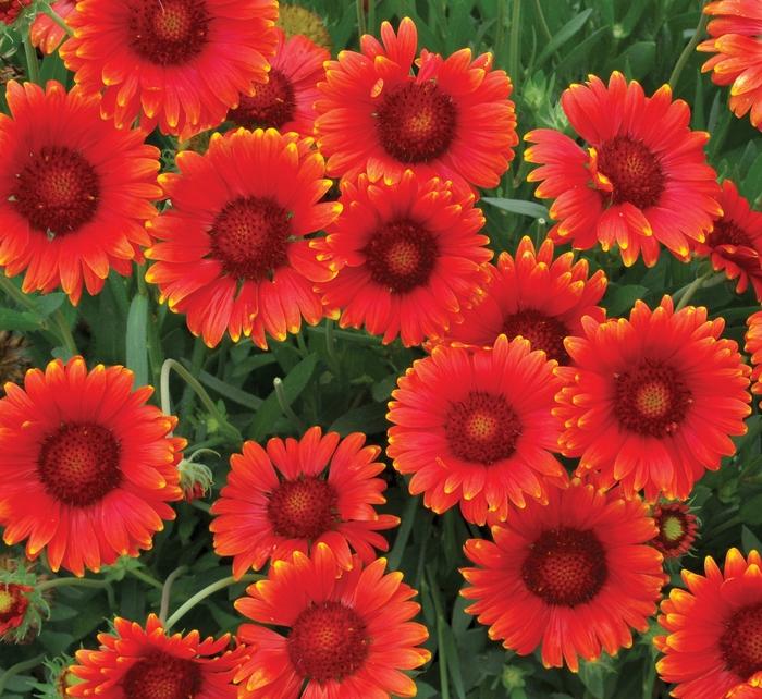 Mesa Red Blanket Flower - LandscapeDirect