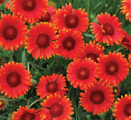 Mesa Red Blanket Flower - LandscapeDirect