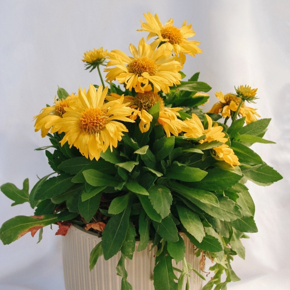 Mesa Yellow Blanket Flower - LandscapeDirect