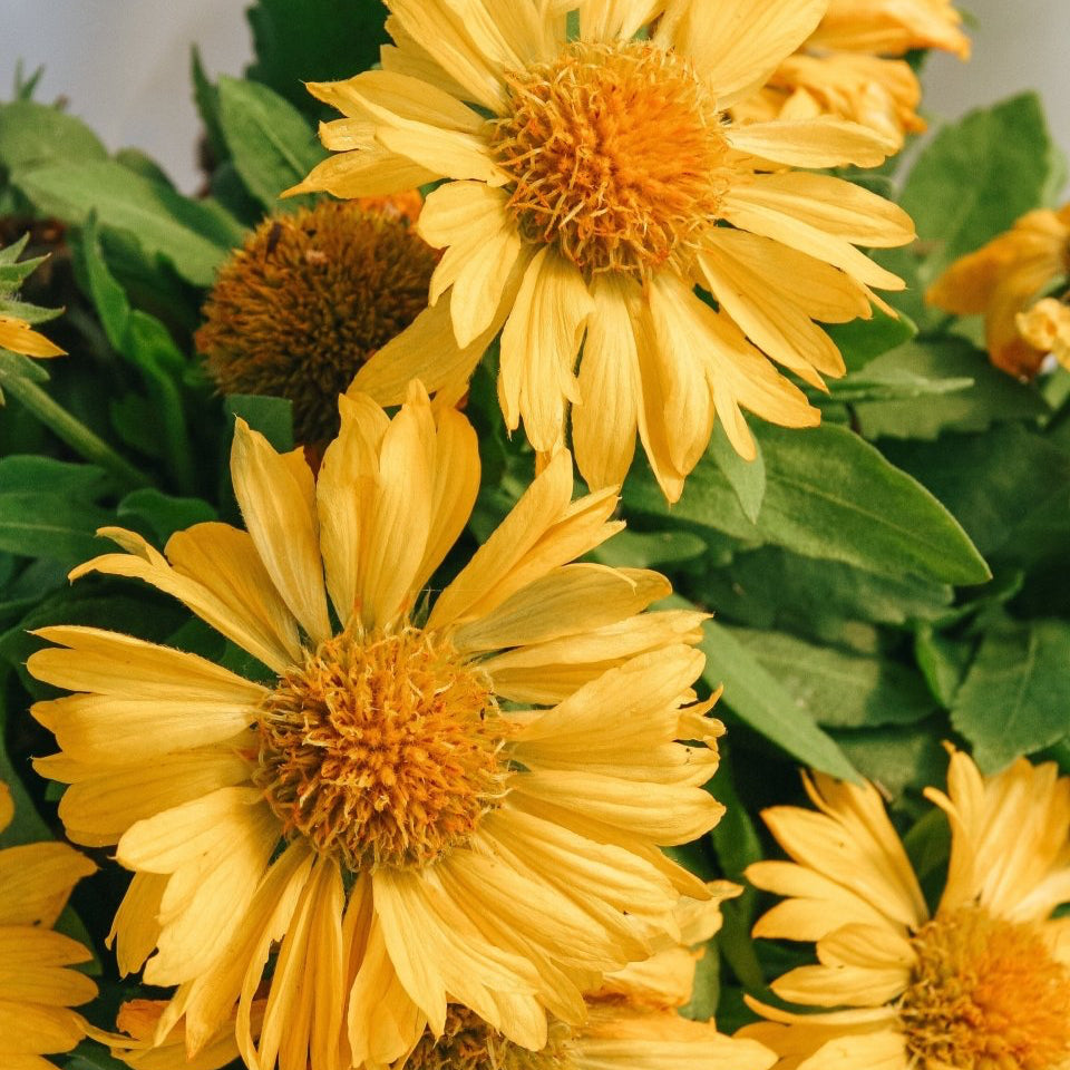 Mesa Yellow Blanket Flower - LandscapeDirect
