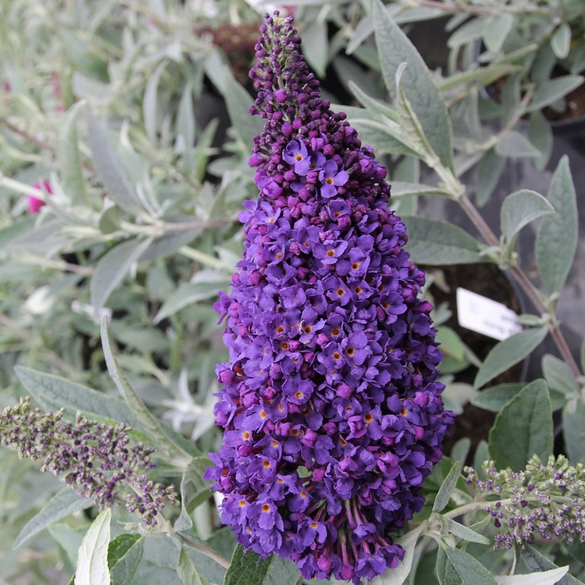Midnight Butterfly Bush - LandscapeDirect