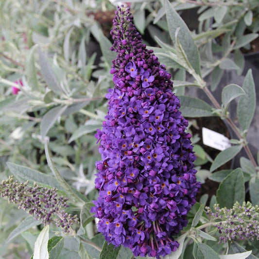 Midnight Butterfly Bush - LandscapeDirect
