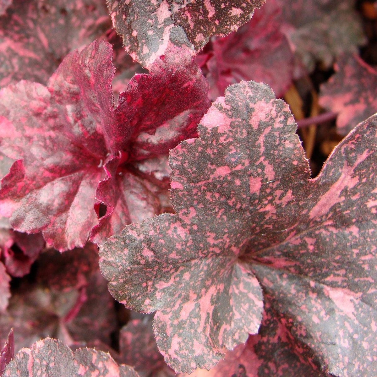 Midnight Rose Coral Bells - LandscapeDirect