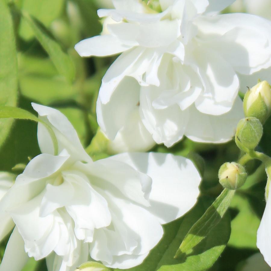 Minnesota Snowflake Mock Orange - LandscapeDirect